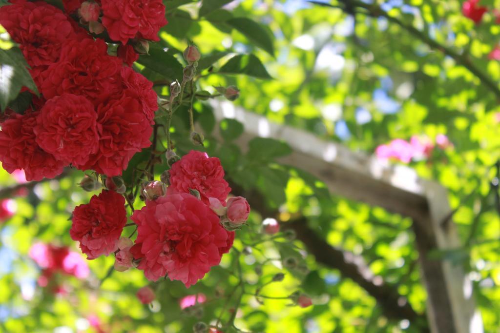 Apart Rose Garden San Martín de los Andes Zewnętrze zdjęcie